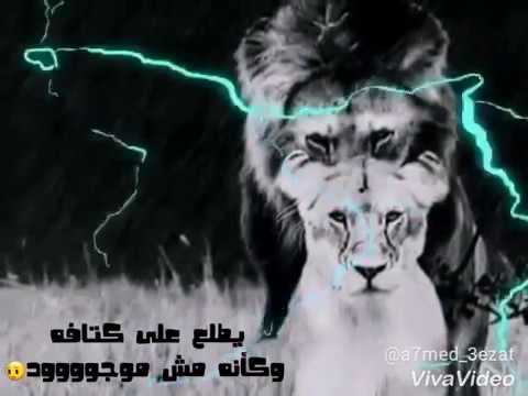 حالات واتس اب رضا البحراوي جه اليوم ع الاسد