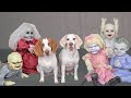 Dog vs Little Zombies Apocalypse! Funny Dogs Maymo & Potpie Open Zombie Kids Daycare