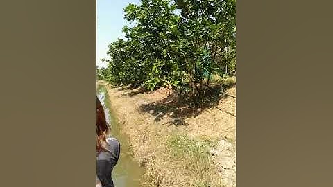 Bưởi Rubi bưởi hồng ngọc.. là loại bưởi ruột đỏ thơm ngọt có giá trị kinh tế cao dễ trồng