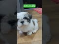 Leo the adorable puppy you need to see love vidlq cutie