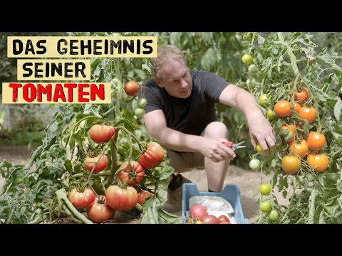 Video: Wie baut man Tomaten an? Anbaumethoden, Pflanzung und Pflege