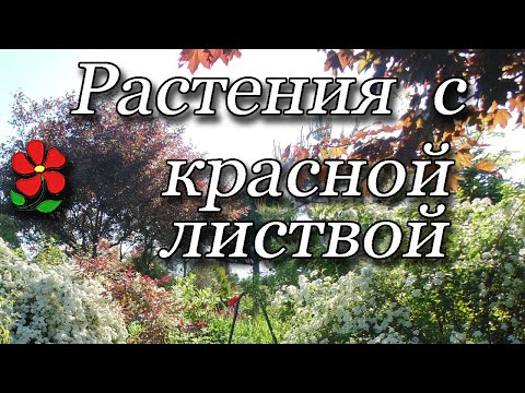 Пурпурные растения для сада. Деревья, кустарники, цветы.