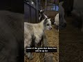 Pygmy goats for sale! #farm #goat #northdevon #country