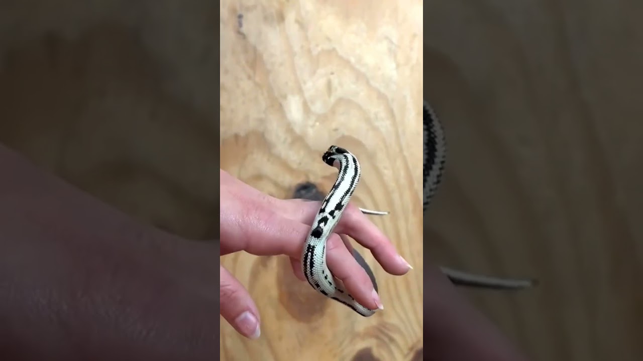 🔥Meet Zeke and Angel: A rare Two-headed California King Snake 