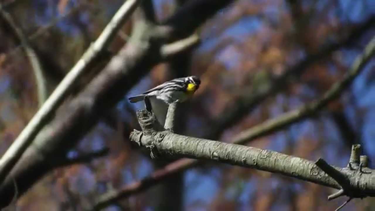 Yellow-throated Warbler at Connetquot River State Park 