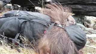 NZ Bull Tahr Hunt June 2018