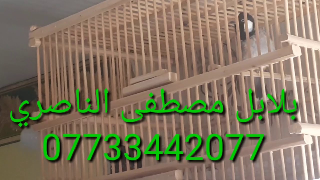 طور الفاو القديم ... مفتوح رون...تم البيع 07733442077 ||بلابل مصطفى الناصري ||