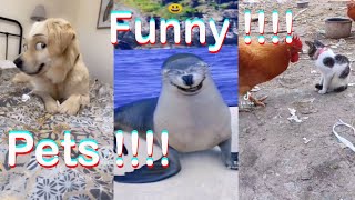 Funny Pets | Best Funny Pets compilation