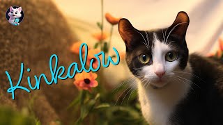 Kinkalow: The Uniquely Tiny Cat with a Big Personality by Kitty Cat Magic 22 views 5 months ago 36 seconds
