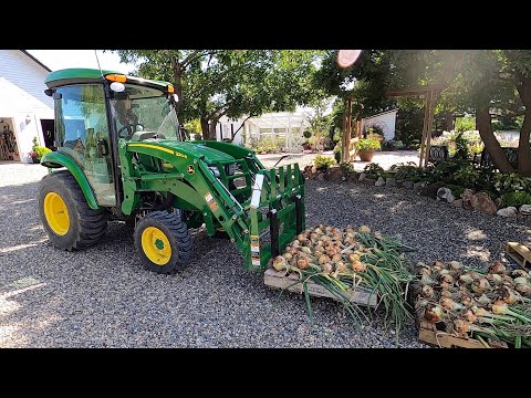 Video: How To Feed Strawberries In June? Feeding Blooming Strawberries. How To Feed At The Beginning, Middle And End Of The Month For A Big Harvest?