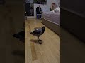 ​#CrowBringsMoney​#UnexpectedMoney​#MoneyHacks​#SmartBird #PetCrow#CorvidCash