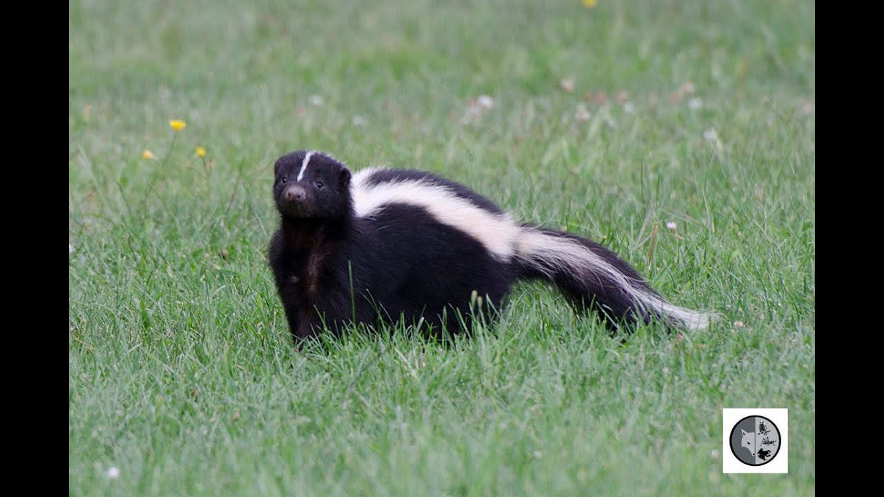 Mouffette rayée/Striped Skunk