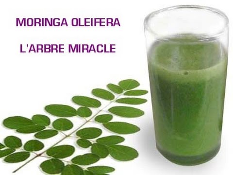 moringa,moringa oleifera,moringa beneficios,cha de moringa,moringa planta,moringa oleifera beneficios,beneficios da moringa,moringa para que serve,arvore da vida,folhas de moringa,moringa oleifera arvore,moringa planta medicinal,o que é moringa