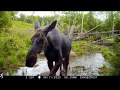 Moose Watering Hole 2020 Part 1 ~ Browning Recon Force Advantage