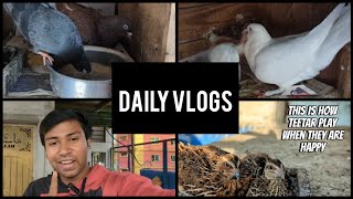 daily vlogs Dakhni Teetar Pair playing in mud and pigeons feeding their baby