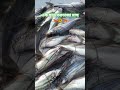 নদীর তরতাজা মাছ #shortvideo #trending #nature #fish  #youtubeshorts