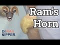 Best Ram's Horn Toenails ALL YEAR. How to cut rams horn toenails? FEET-ure Friday (2022)