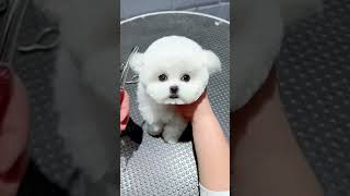 See to the end   created cute__pet6