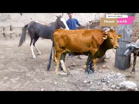 cavalo cruzando cute com a vaca cruza mento animais acasalando major montei quarto de milha pb caido