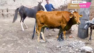 cavalo cruzando cute com a vaca cruza mento animais acasalando major montei quarto de milha pb caido