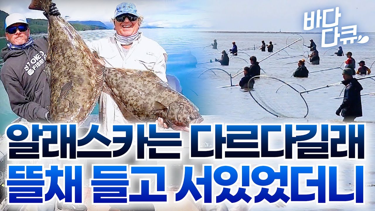 광어랑 연어가 왜이래.. 알래스카 사람들이 뜰채 들고 가만히 서있길래 같이 낚시해봤는데 / 인간과 바다 / #바다다큐