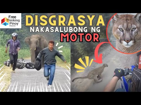 Malupet!! 22 Engkwentro ng Motorista at Hayop 😱⚠ Wild Animals Encounter Motor bike