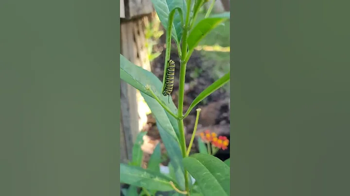 Monarch Caterpillar on Butterfly weed(milkweed) - DayDayNews
