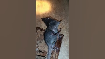 bẫy chuột chù đơn giản hiệu quả nhất không cần mồi, loài chuột hôi nhất quả đất