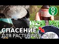 КОМПЛЕКСНАЯ ЗАЩИТА ОТ БОЛЕЗНЕЙ БЕЗ ХИМИИ!!! Как СБИТЬ с толку всех ВРЕДИТЕЛЕЙ