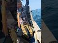 Double Hooked Up On Squid #tiprun
