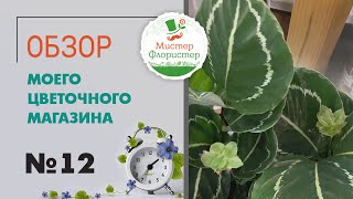 #12 Обзор поставки комнатных растений. Цветущие и лиственные комнатные растения