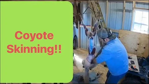 How to skin a coyote! On the poor boy skinning machine!