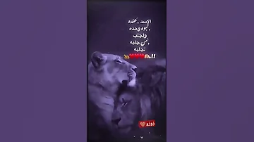 حالات واتساب الاسد عنده لبوه وحده ولجلب من جلبه الجلبه 