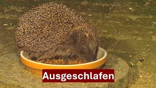 Mein erster Igel nach dem Winterschlaf zurück mit böser Überraschung (17.03.-24.03.2024), Nr. 167 by Cordula Schultz - Was da kreucht und fleucht - 2,536 views 1 month ago 2 minutes, 51 seconds