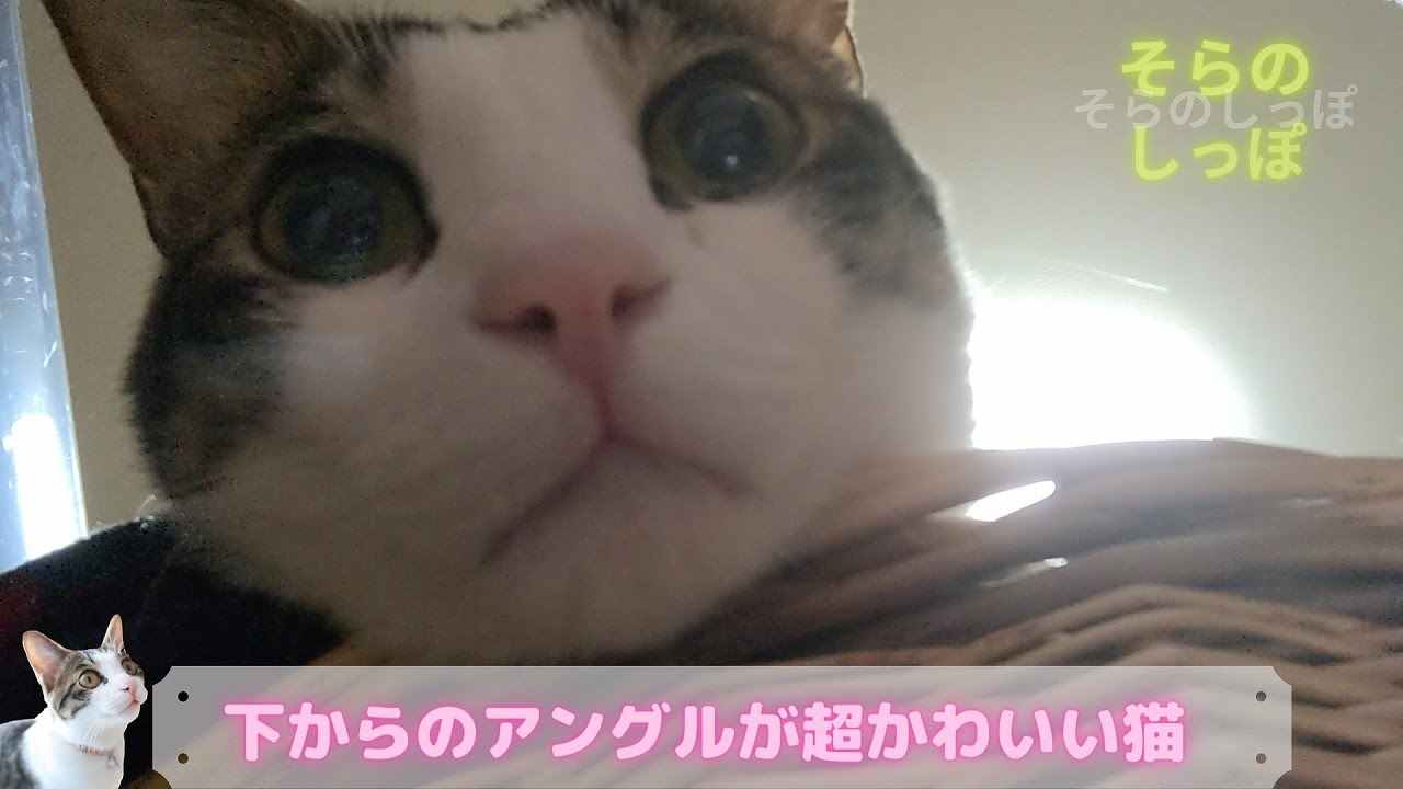 下からのアングルが超かわいい猫 Youtube
