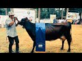 Competencia De Vacas Lecheras 🏆 Feria Ganadera El Cupey 2023