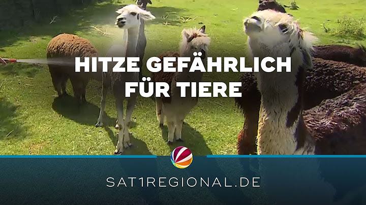 Hitzewelle: So gefährlich sind die hohen Temperaturen für Tiere