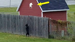Невероятные прыжки домашних животных! by Скай Топ 57,451 views 3 months ago 8 minutes, 28 seconds