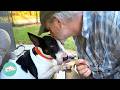 Sweet Bully Waits By The Window For Dad To Come Home | Cuddle Buddies