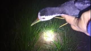 🌈CARA MENANGKAP BURUNG RUAK RUAK  DI MALAM HARI. how to catch ruak ruak birds at night