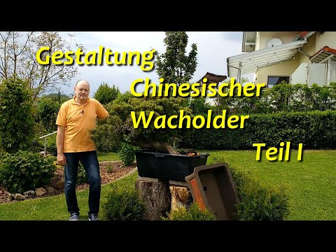 Video: Wacholderbonsai: Wie Macht Man Chinesische, Garten- Und Kosakenbonsai Aus Gewöhnlichem Wacholder? Merkmale Der Häuslichen Pflege