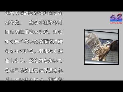 ＜絶滅危惧種＞ハヤブサのひな巣立つ　石川県庁でふ化