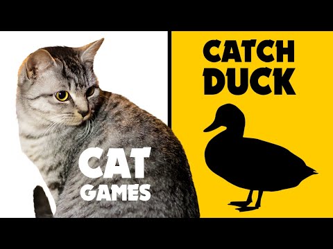 GAMES-FOR-CATS-★-CATCH-DUCK-on-screen
