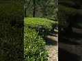 View of Palampur Tea Gardens ❤️🌻🦋 #nature #teagarden #views #palampur #naturephotography
