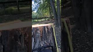 Moving The Maple At The Farm