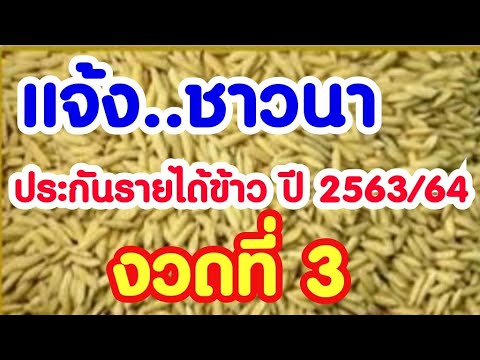 ประกันรายได้ข้าว 63/64 (งวดที่ 3) เกษตรกรได้รับเงินชดเชยค่าข้าว 5 ประเภท