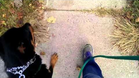 Proofing the Leash Walk using the HS Prong