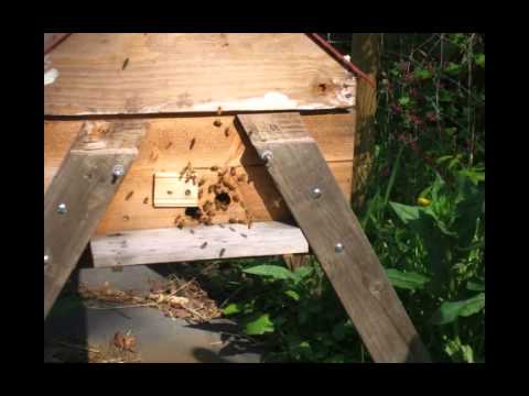 Top Bar HIve Overwinter Success Story #7 Vancouver, BC ...