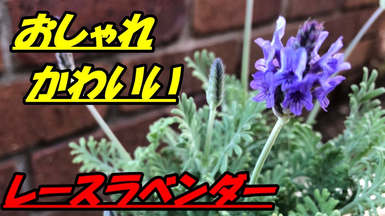 花 レースラベンダーの育て方 植え付け Youtube