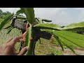 How to save dragon fruit flowers from ants #dragonfruit?  #taiwanmibao #bahamut #mixulung2